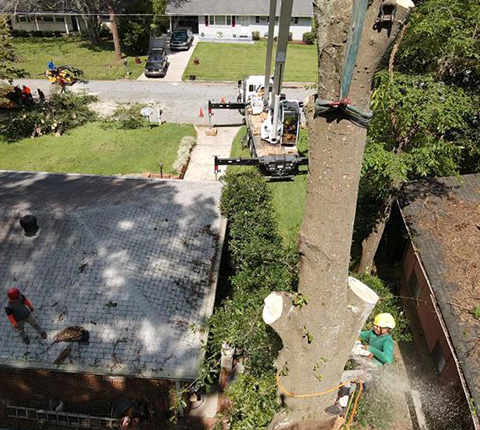 Gonzalez Tree Experts Image